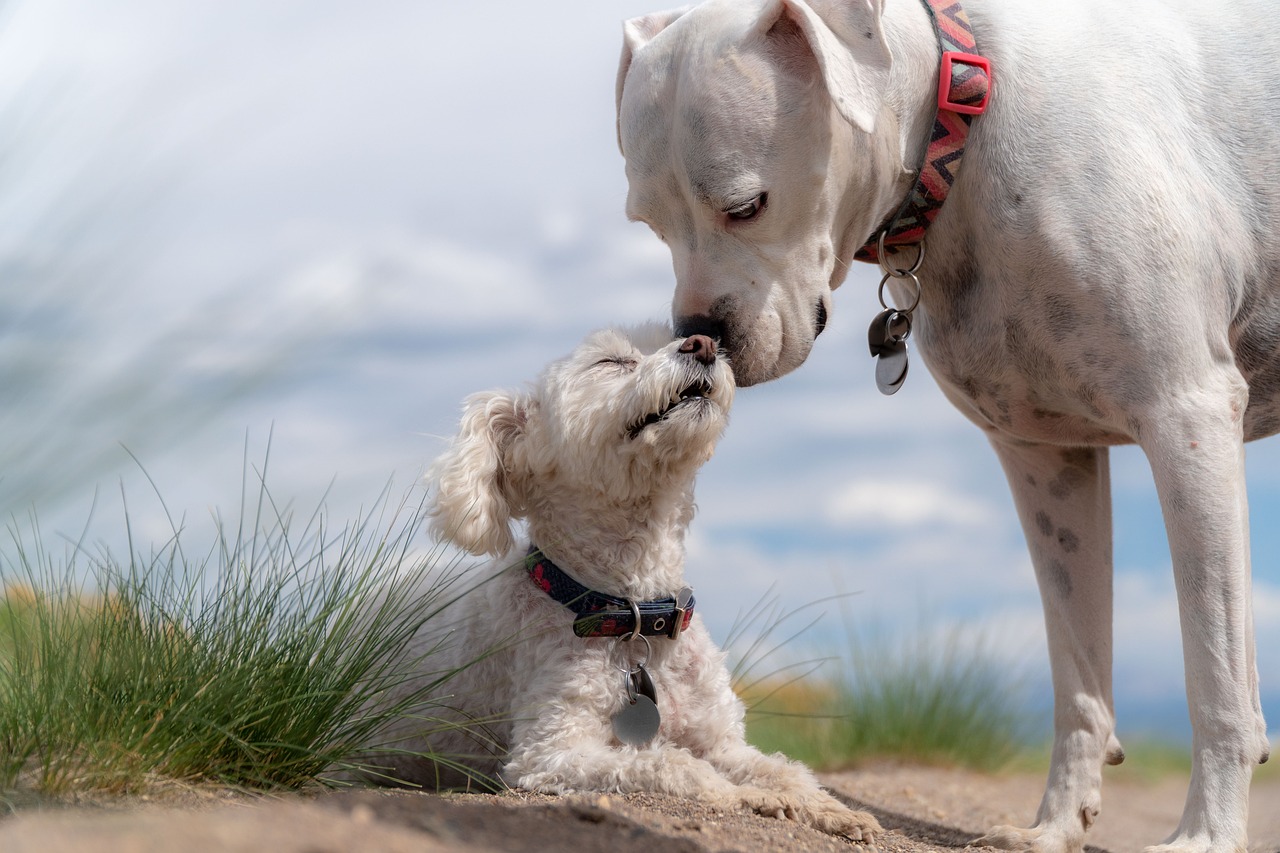 The Importance of Nutrition for Puppies’ Growth